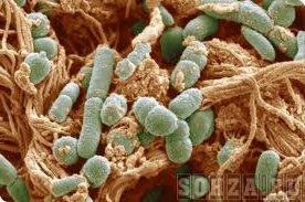 Бактерии, обитатели кишечника
